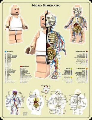 anatomia1