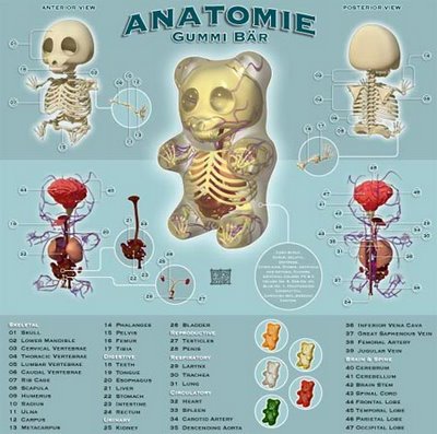 anatomia2