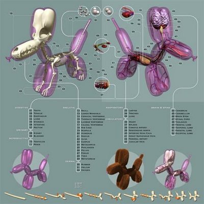 anatomia3